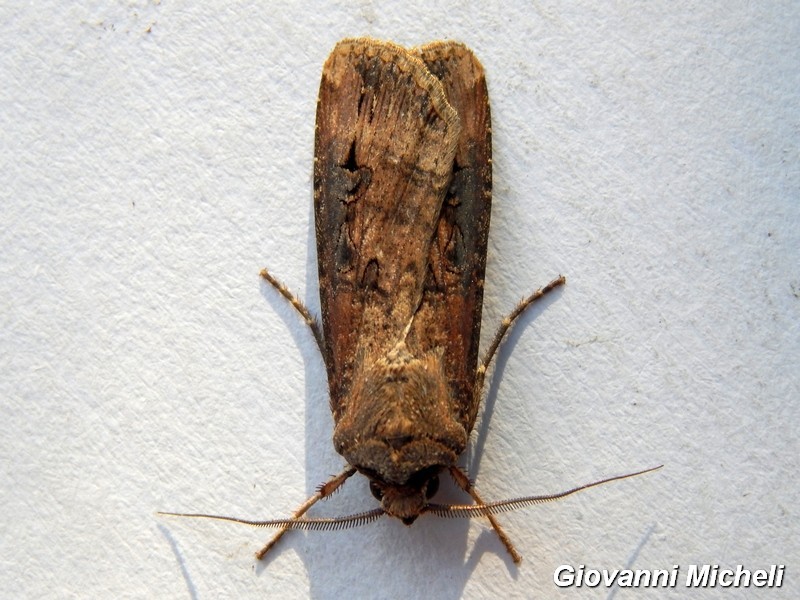 Agrotis ipsilon? S